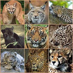 photo of types of wild cats collage thumbnail