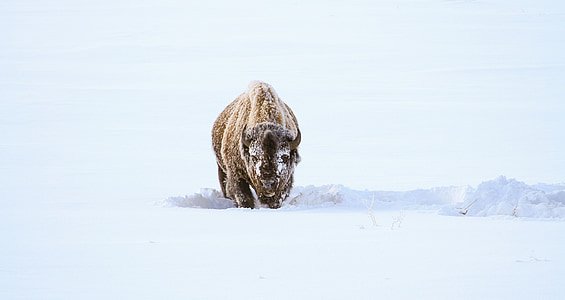 brown bison walking on snow thumbnail