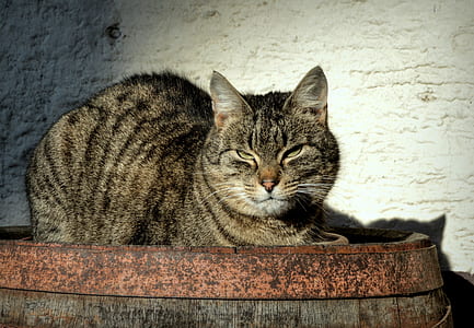 tabby cat reclining on top of barrell thumbnail