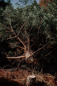 green tree thumbnail