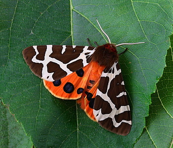 Tiger Moth on green leaf thumbnail