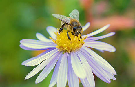 yellow and black honey bee and white daisy flower thumbnail
