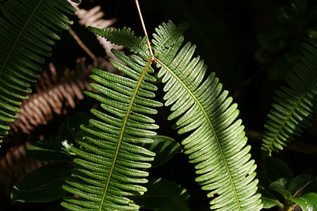 Dicranopteris Linearis thumbnail