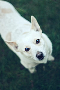 Cute dog II thumbnail