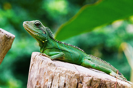 green reptile on tree stub thumbnail