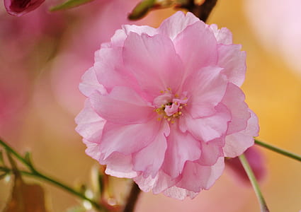 shallow focus of pink petaled flower thumbnail