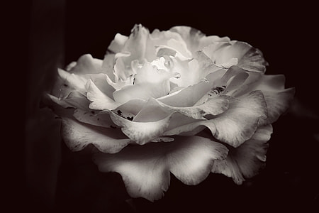 macro shot photography of white and gray petaled flower thumbnail