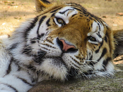 Tiger focus photography thumbnail