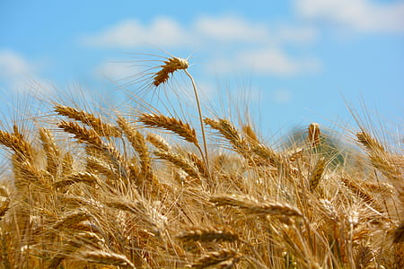 rice wheats during daytime thumbnail