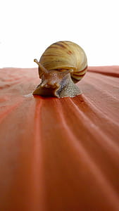 Brown Snail on Red Surface thumbnail