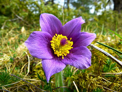 purple petaled flower thumbnail