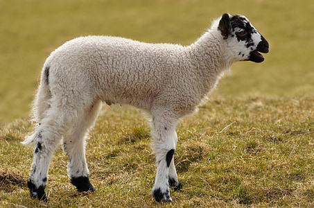 white and black sheep on grassland thumbnail