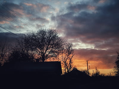 Silhouette Photo of Bare Trees during Golden Hour thumbnail