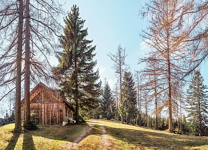 cabin surrounded by pine trees during daytime thumbnail