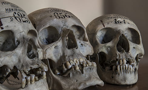 three human skulls with numbers carved on forehead thumbnail
