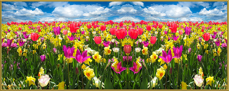 red and pink flowers thumbnail