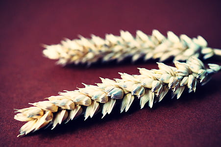 nature, dry, agriculture, close-up view thumbnail
