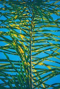 focus photography of green leaf plant during daytime thumbnail