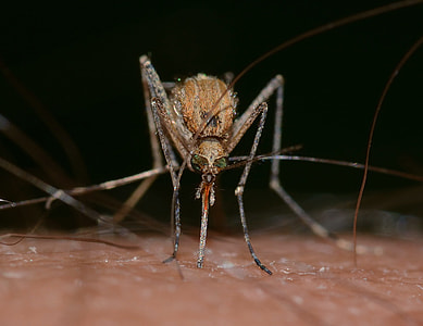 macro photography of brown mosquito thumbnail