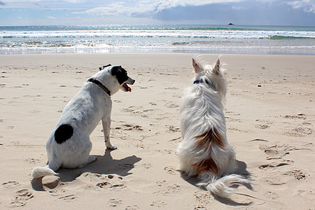 two short-coated coated and wire-haired white-and-black dogs on seashore during daytime thumbnail