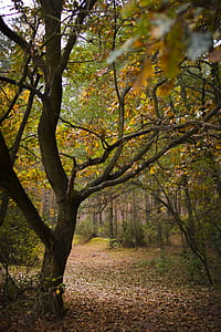 Brown Trees thumbnail