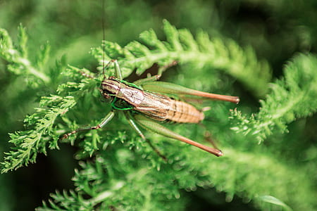 closeup photography of brown and green grasshopper perched on green leaf plant thumbnail