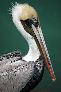white, black, and brown bird with long beak thumbnail