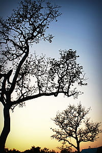 dawn, nature, sky, trees thumbnail