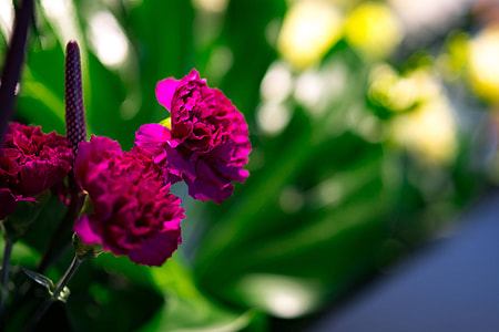 Red rowan with a colourful arrangement of flowers thumbnail