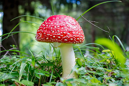 close-up photography of red mushroom thumbnail