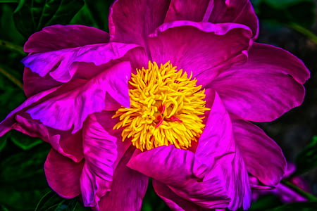 selective focus photography of pink and yellow petaled flower thumbnail