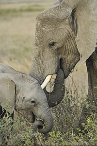 two elephant kissing thumbnail