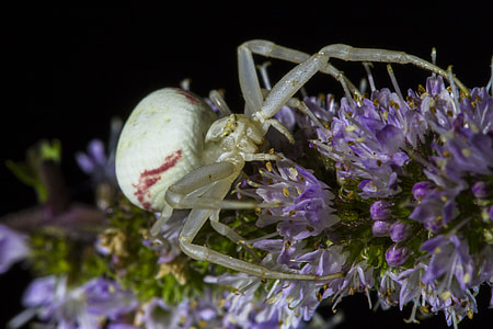 Goldenrod Crab Spider, Misumena Vatia thumbnail