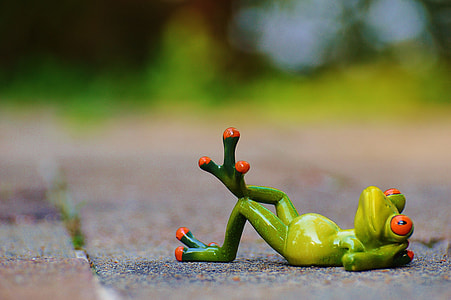 green frog on gray concrete surface thumbnail