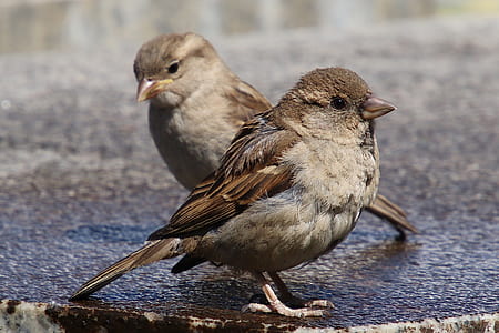 two brown sparrow birds on wooden surface thumbnail