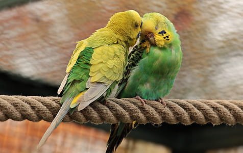 macro photography of two yellow-and-green parakeets thumbnail