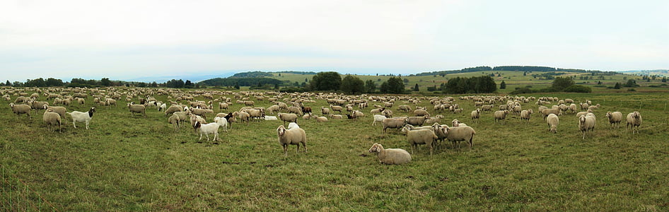 herd of goats on green grass field thumbnail