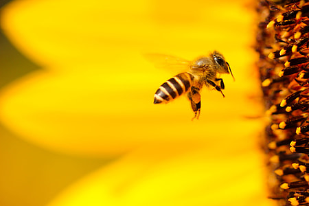 selective focus photo of honeybee flying near yellow sunflower thumbnail