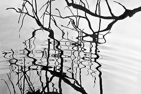 tree branch on body of water thumbnail