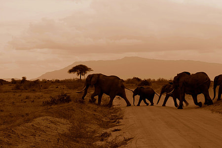 five brown elephant during daytime thumbnail