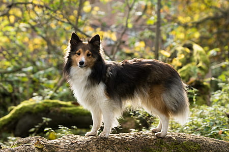 long-coated black, white, and tan dog on tree root thumbnail