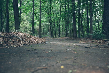 green trees on road thumbnail