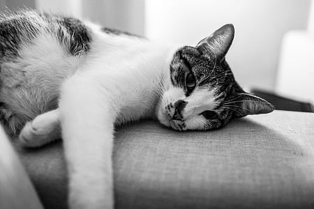 black-and-white, animal, pet, eyes thumbnail