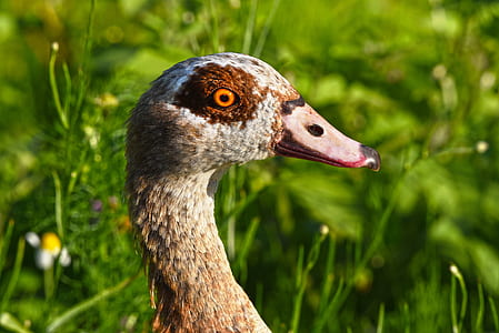 selective focus photo of brown duck on grass field thumbnail
