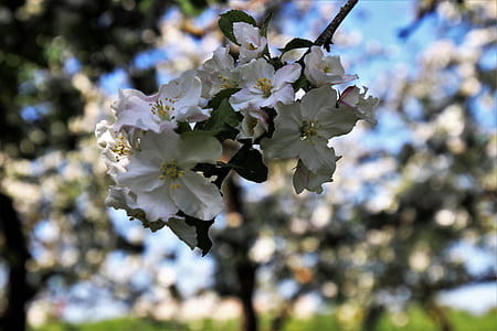selective focus photo of white petaled flowers thumbnail