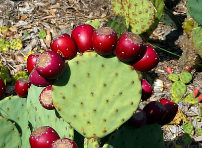 green cactus with red flowers thumbnail