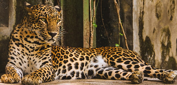 nature, animal, eyes, big thumbnail