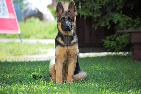 black and tan German shepherd puppy sitting on grass outdoor thumbnail
