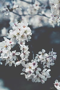 close up photo of white cherry blossoms in bloom thumbnail