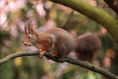 brown and beige squirrel on tree branch thumbnail